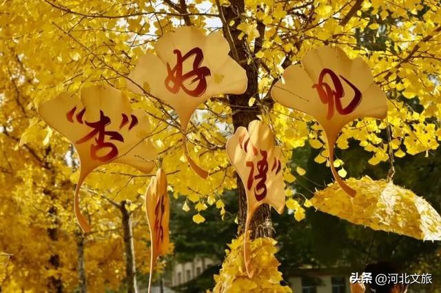 绝美！今天石家庄这个“金色海洋”吸引众人打卡！