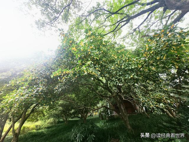 杭州植物园的菊花展——一场关于菊花的饕餮盛宴（一）