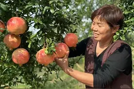 突尼斯软籽石榴在洋县种植成功图片