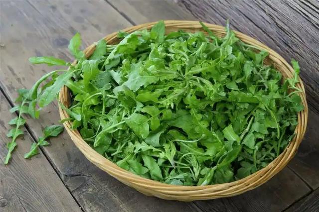 野菜美味背后的真相,苦菜荠菜小心致癌,被警告不再贪吃