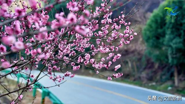 新洲梅花抢先打卡！抓住冬日第一抹绽放的色彩