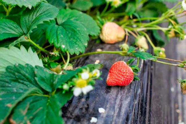 苏州本地草莓上市啦！来看这份采摘攻略