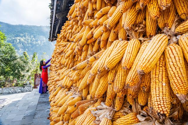 四川石棉蟹螺藏族乡：金秋藏堡 岁月鎏金