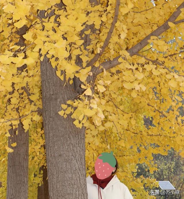 【石家庄】河北经贸大学银杏节预览，随手一拍都是壁纸