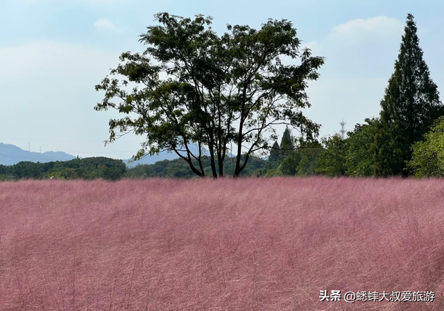 这个杭州“粉黛花海”不得了，80%人都找不到，花期一个月快冲！