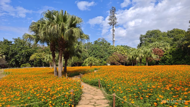 超5000平方米，限时21天！深圳又一花事盛宴要来了