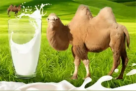 和牛奶相比，驼奶价格为什么贵那么多？驮中驼高钙配方驼乳粉图片