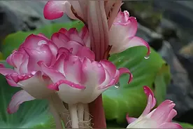 这雪莲花真漂亮！高山雪莲，十分珍稀，一饱眼福[赞]图片