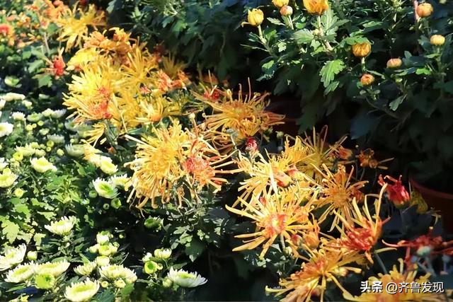 乘着地铁逛青岛｜青岛中山公园第41届菊展出行攻略来啦