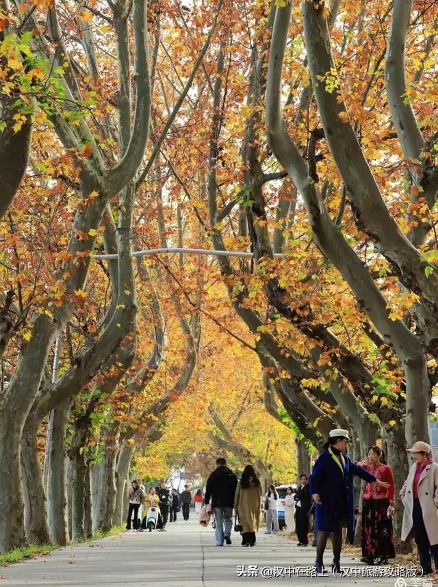 汉中老厂区的梧桐大道,太火了!