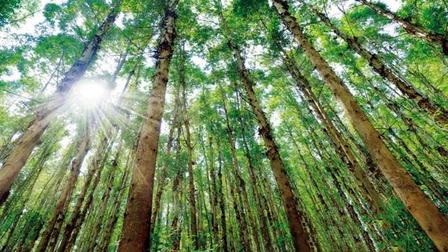 日本和美国早已禁种	，那中国为何依然大力种植？背后的原因不简单