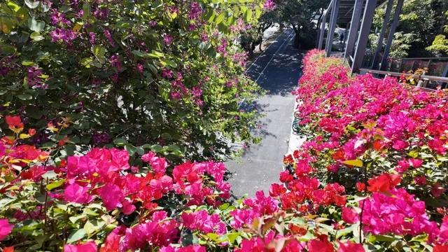 惊艳！南山60公里“空中花廊”来了~