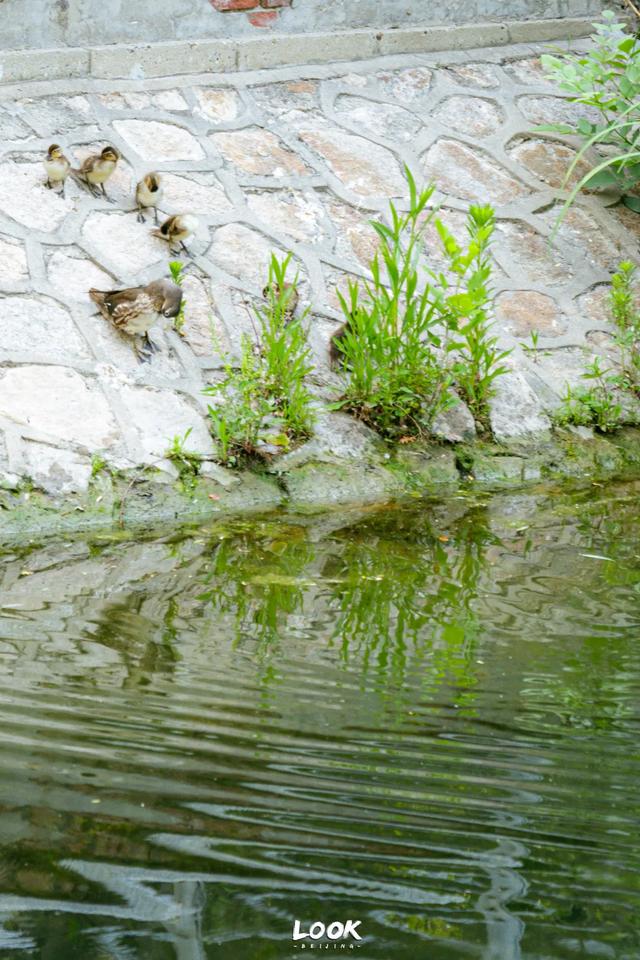 “亮马河,在北京会去一万次的地方”