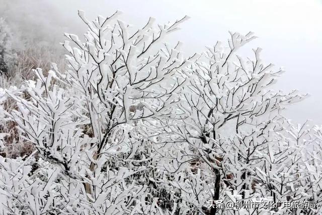 柳州冬日颜值交给雾凇负责！我只负责“哇塞！”+注意安全~