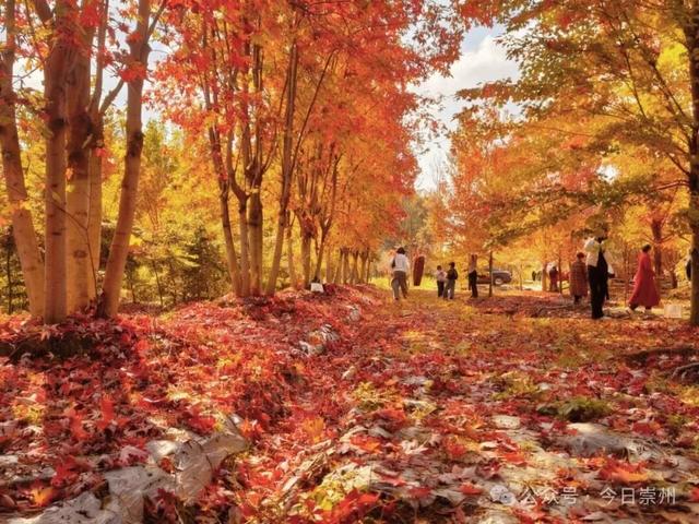 绝美！快来崇州收藏这份限定秋色