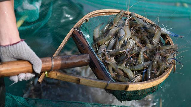 秋季池塘寄生虫如何处理？池塘鱼有寄生虫怎么治？提前知道不吃亏