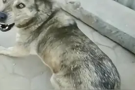 狗狗走失3年在街上与主人相遇图片