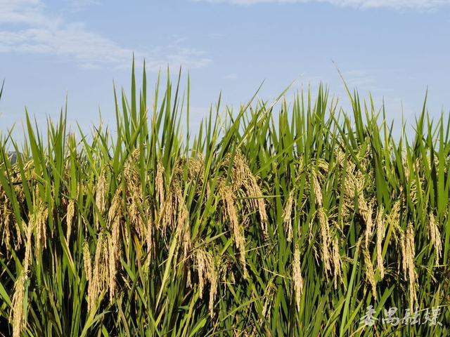 你知不知“稻”？番禺这片稻田美成了童话