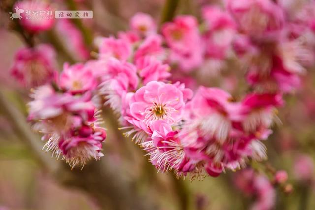 开啦！西安周边两处赏梅秘境，花开满屏VS品种多多，快去赏花走！