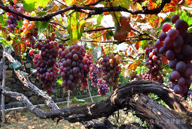 杜海涛和妈妈回山西探亲！这座小城远比你想象的更有料