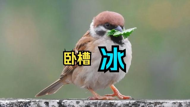 我以为贝利亚和奶龙已经是下限,没想到还有更大的