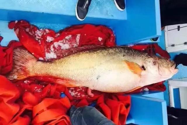 鳘鱼胶的价格1800一斤 鲮鱼胶多少钱一斤