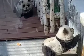 一动物园用狗子假扮熊猫，网友：难怪它们狗里狗气的！图片