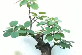 世界最美盆栽——黄栌图片