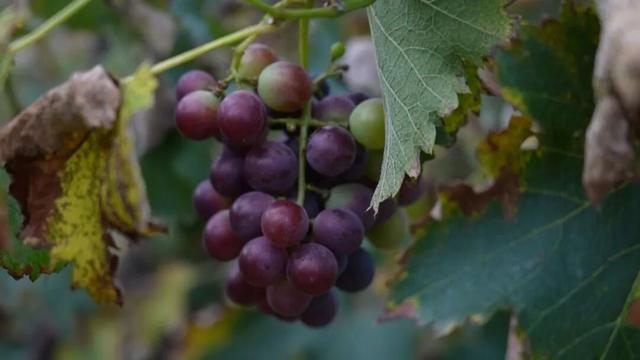 朔州：苹果、西梅熟了