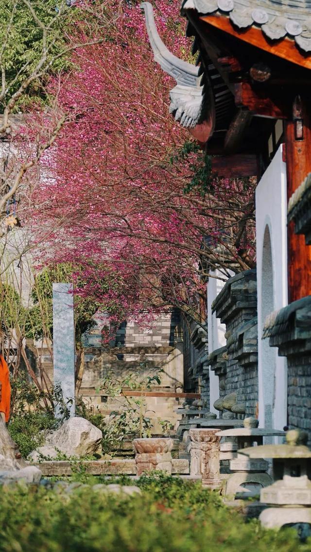 满屏梅花🤩不用怀疑！你期盼的春天提前来了！