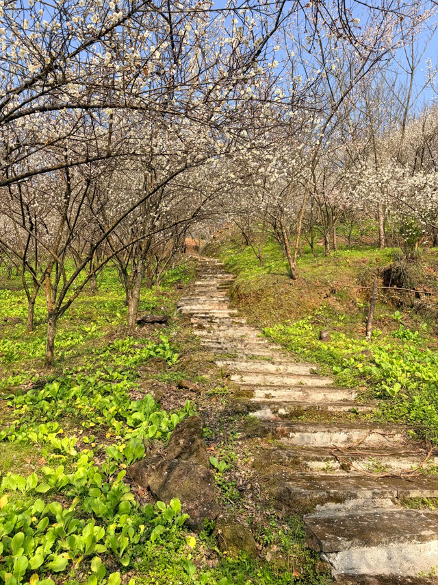 成都青梅花已开，10条爆火赏梅徒步线亲子友好，速速收藏！