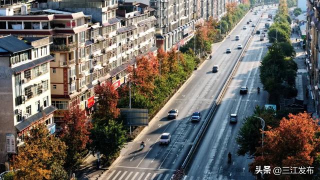 县城“枫”景美 初冬韵渐浓