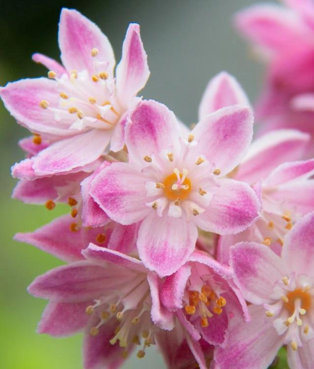 一种被名字耽误的花，优秀到没“缺点”，因名字奇怪。没啥人知道