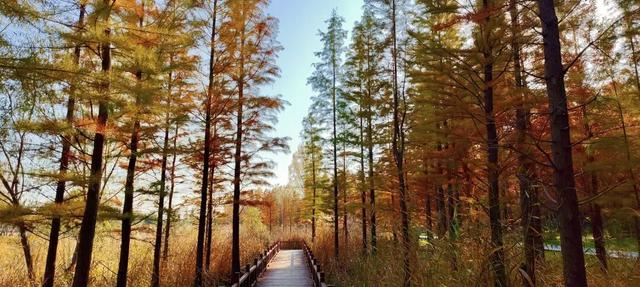 寻美薛城丨初冬池杉红！薛城森林公园五彩缤纷，美得令人心醉！