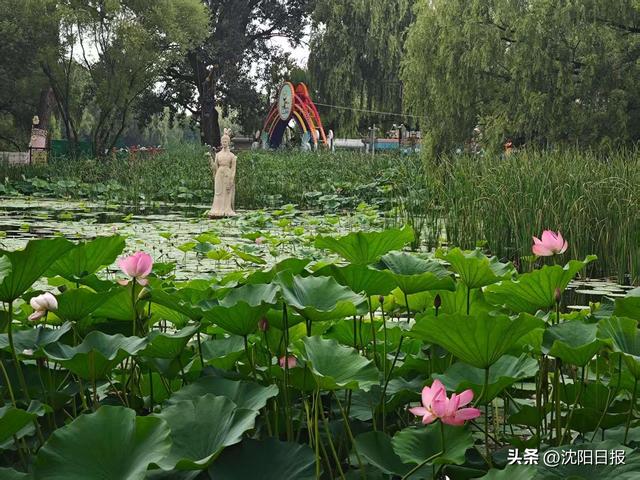 北陵公园3万株荷花进入盛放期！荷花冰淇淋+岫玉文创惊艳今夏