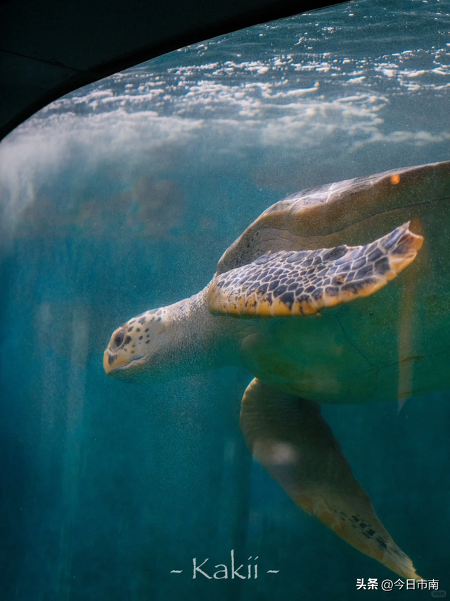 来市南，看虎界“刘亦菲”！与“神奇动物”零距离～