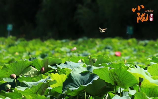 【小陇画报·411期】永靖：太极岛荷花盛开 一池诗意等您来