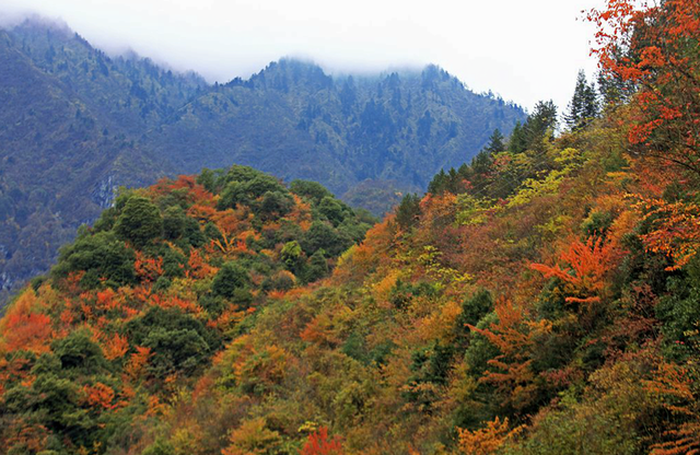 走不出这画了，我已被平武的彩林迷倒！