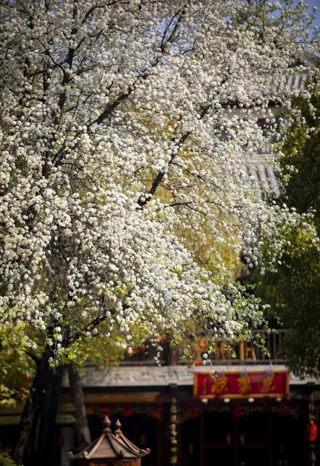 速收藏！台儿庄古城春之花影与夜灯，错过再等一年哟！