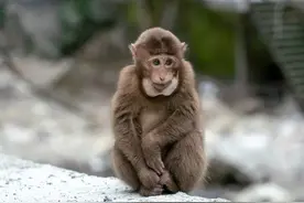 无论是在农村还是城市，为什么很少有人养猴子当宠物？图片