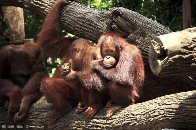 被锁暗室6年：剃毛穿丝袜当玩物，惨状撕开人类伪善面具