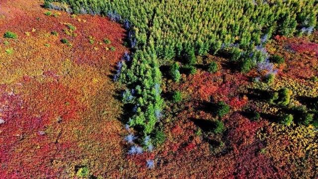 走进赤峰马鞍山林场 邂逅绚烂山林秋色