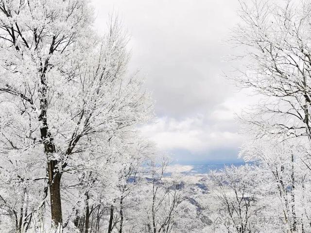 央视都来打卡！龙湾四方顶的玉树琼花，美成冰雪天花板