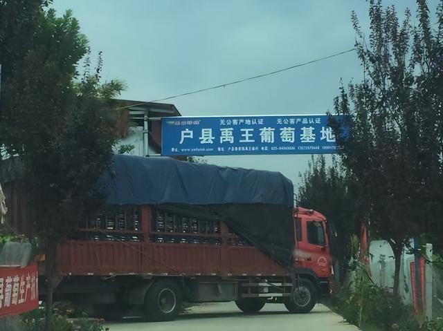 西安高新区葡萄采摘攻略：邂逅田园美味，共赴甜蜜之约