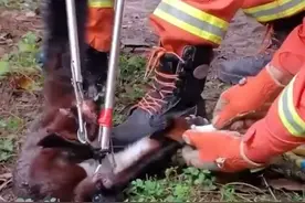 云南大理：消防员救了只身像猴实为鼠的动物，瞪着萌萌的大眼睛很是机警图片