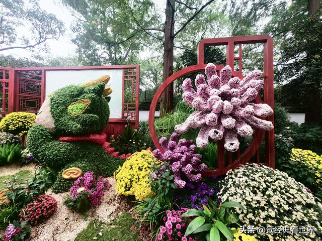 杭州植物园的菊花展——一场关于菊花的饕餮盛宴（二）