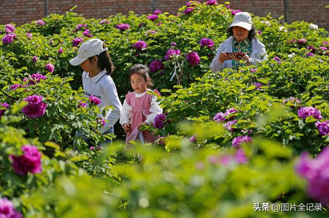 山西襄汾：乡村牡丹醉游人