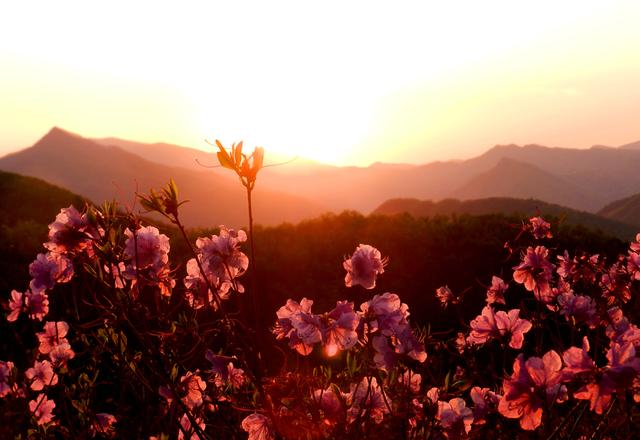 闻名省内外的“本溪地区最大的野生映山红花海”即将迎来观赏季