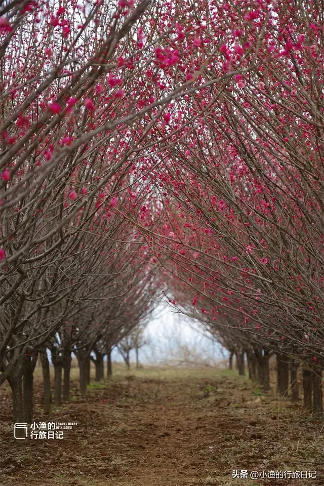 花期提前，秦岭第一波盛大花海已上线！这趟赏梅之旅，可以安排了
