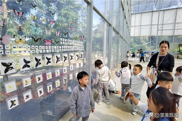 岭南冬如春，童趣蝶翩跹，学子来到佛山卡玛花世界开启蝴蝶研学